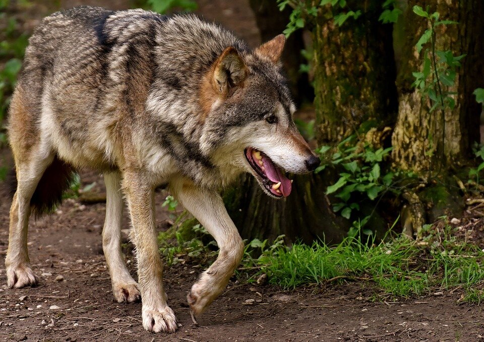 https://cdn.pixabay.com/photo/2018/02/13/23/46/wolf-3151876_960_720.jpg