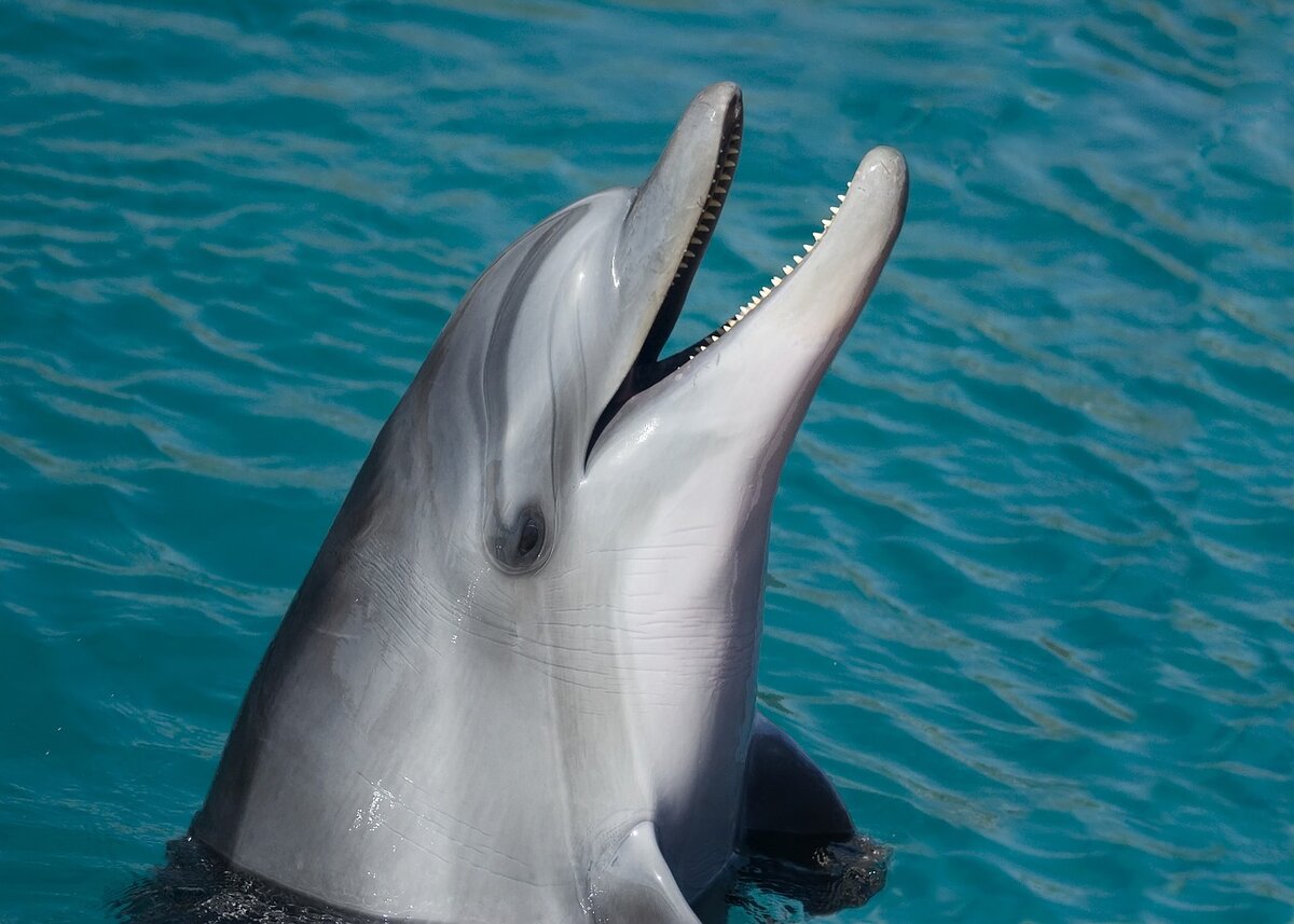 https://cdn.pixabay.com/photo/2015/11/03/07/31/dolphin-1019616_1280.jpg