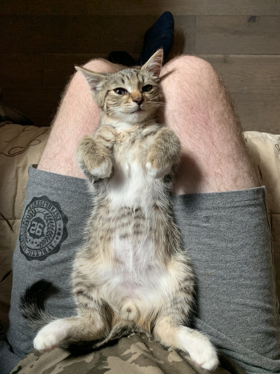 Вы только посмотрите на эту хитрую моську! Сразу видно - бандит!