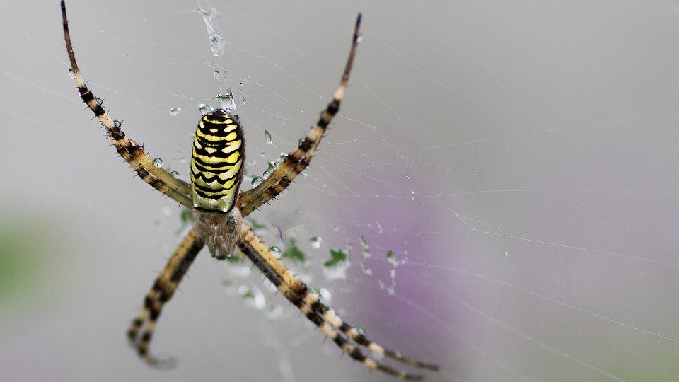 https://pixabay.com/ru/photos/%D0%BF%D0%B0%D1%83%D0%BA-argiope-bruennichi-2615649/