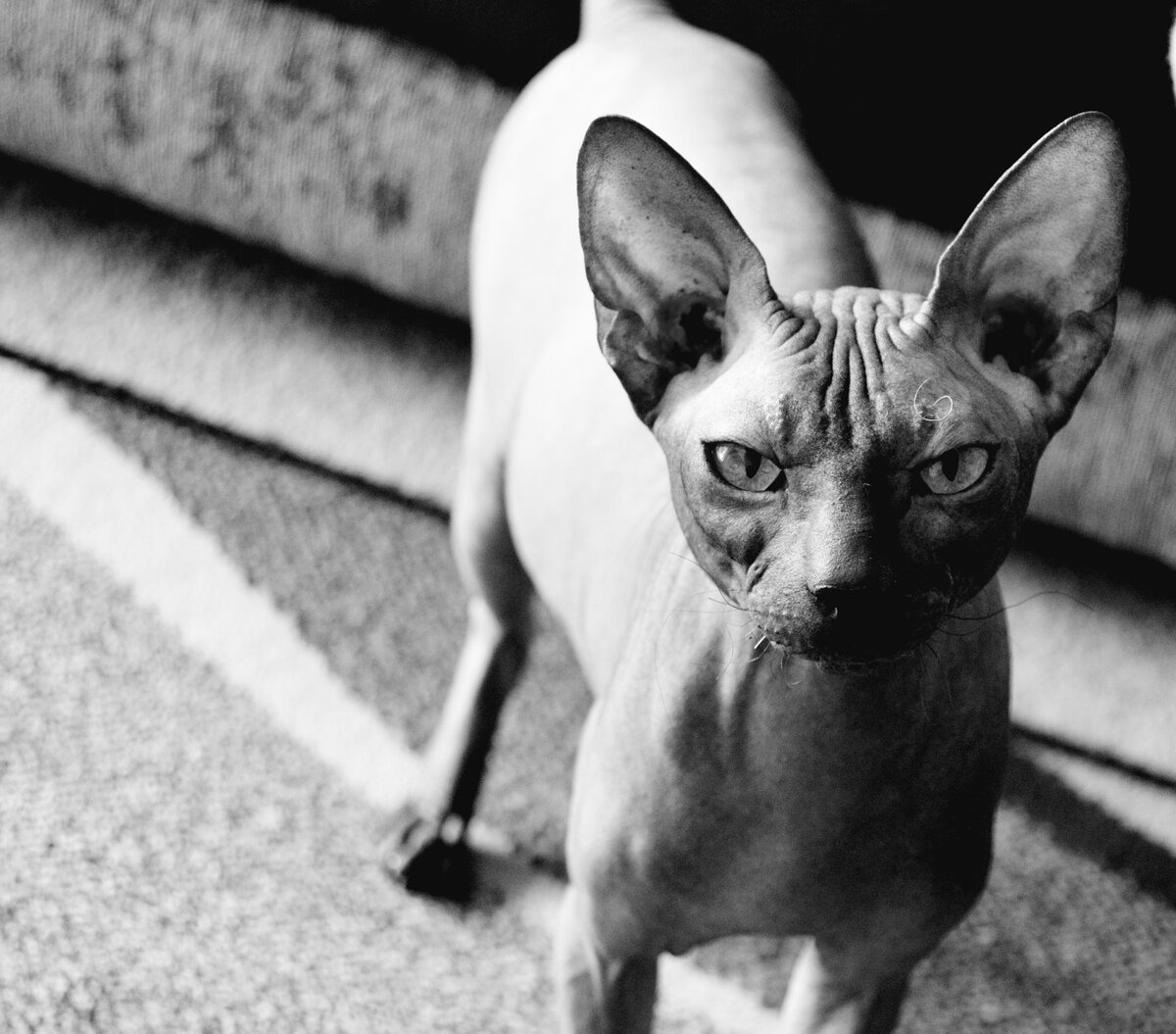 https://pixabay.com/photos/sphynx-cats-pet-animal-nature-4481573/