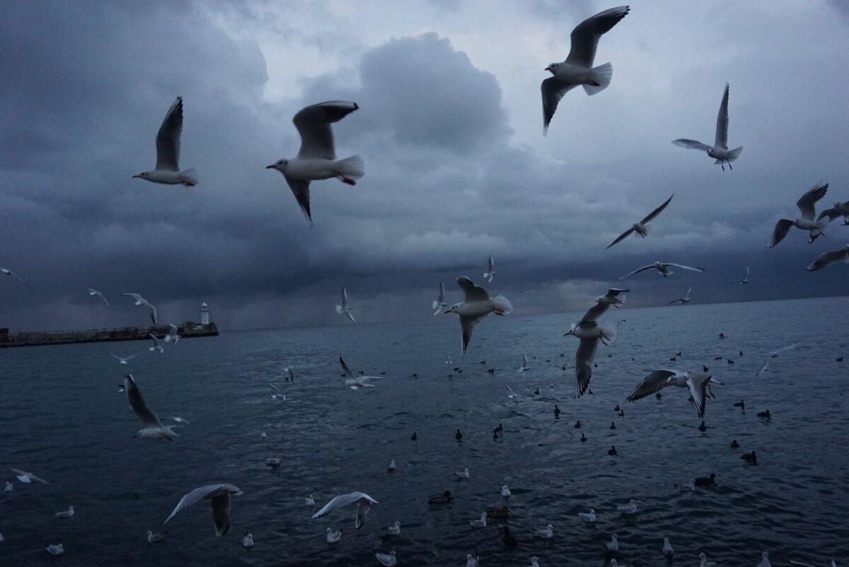 "Дай! Дай!"Красивая Ялта. вввввввввввввввввввввввввввв