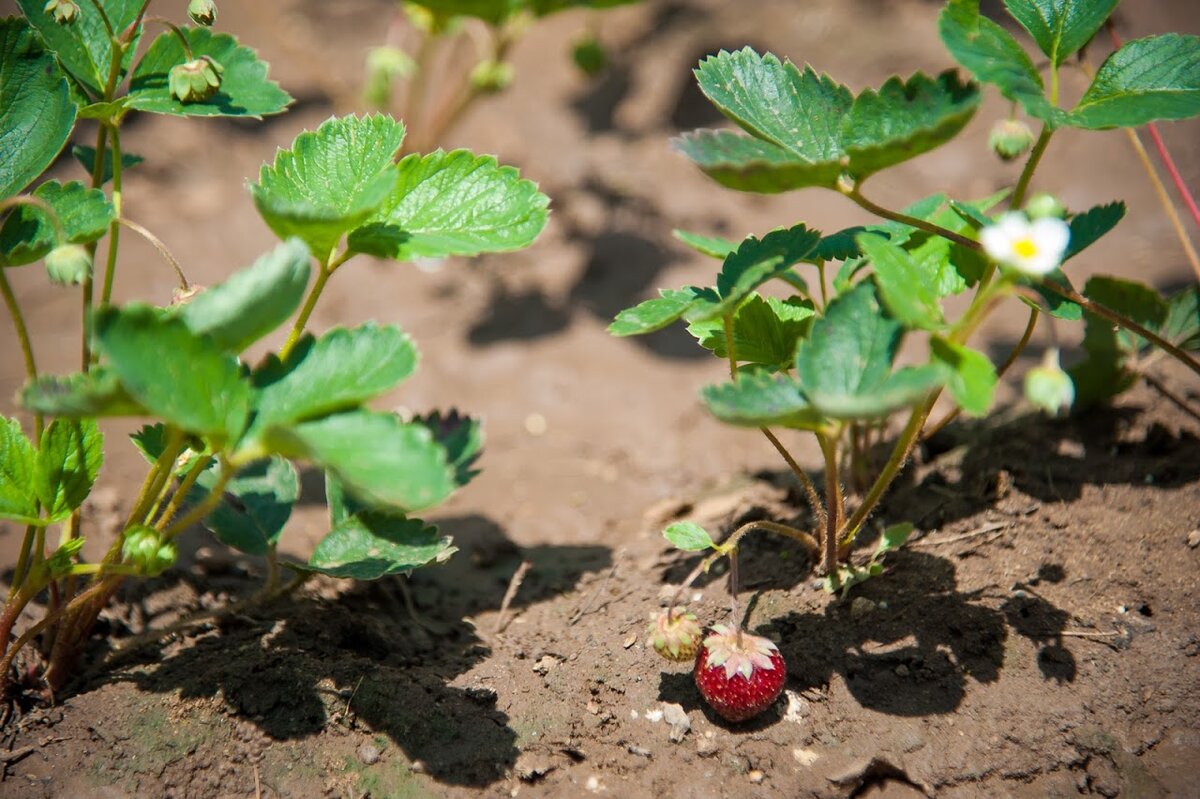 © Фото: ИД «Волгоградская правда» / Сергей Григоренко / архив