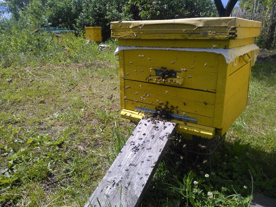 Вот она - классика. 12-рамочный улей системы Дадан на рамку высотой 300 мм, гнездовой корпус