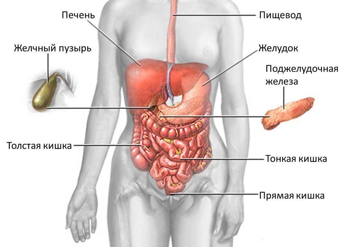 Чем болеет печень и где именно болит?