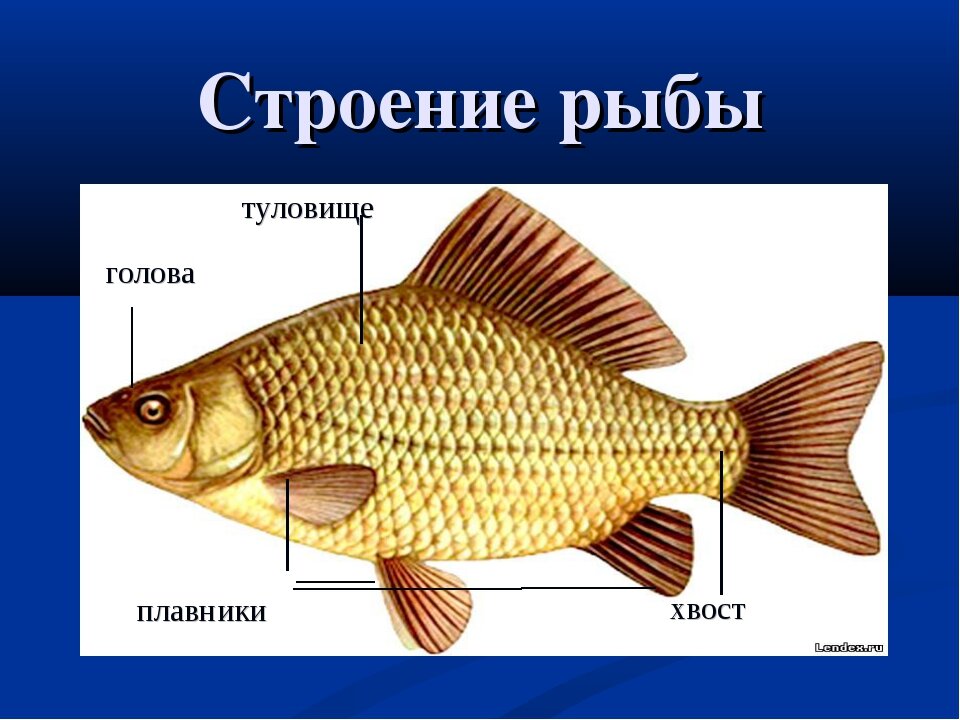 Бесплатный фрагмент - Исповедь московского рыболова