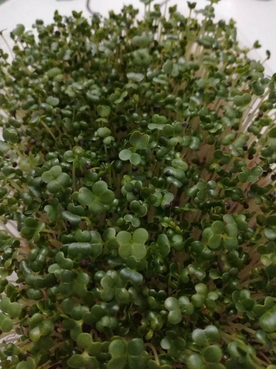 Микрозелень капусты Пак-Чой" готовая к употреблению в пищу.