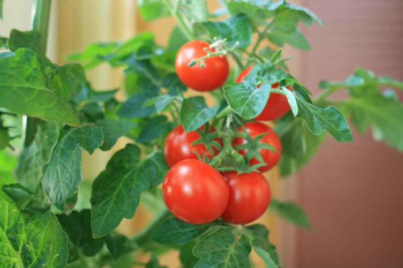 Балконные помидоры выращивание на подоконнике. СЕДЕК томат оконно-балконный. Семена томат оконно-балконный СЕДЕК. Томат балконное чудо. Томат Черешенка (балконный).