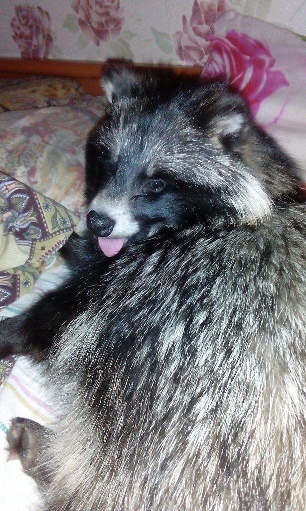 Енотовидная собака - Роксана