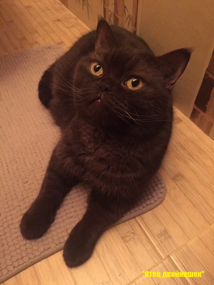 Наш котик