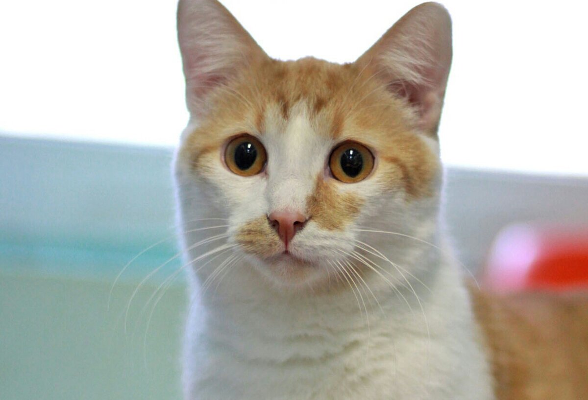 Кстати, котик Антоша ищет дом