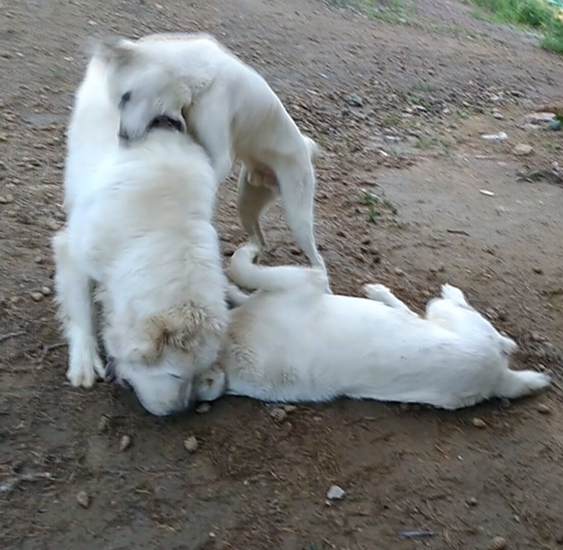 борьба за место в стае