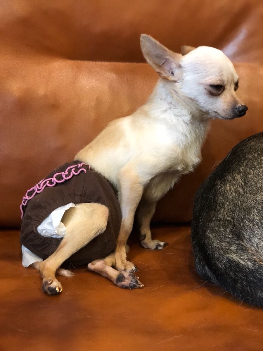 фото приюта Весёлые Хвосты