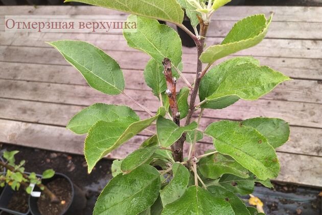 отмерзшая верхушка