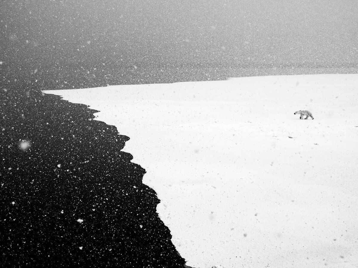 Erik Gronningsaeter. Номинация "Звери", Специальные отметки жюри.