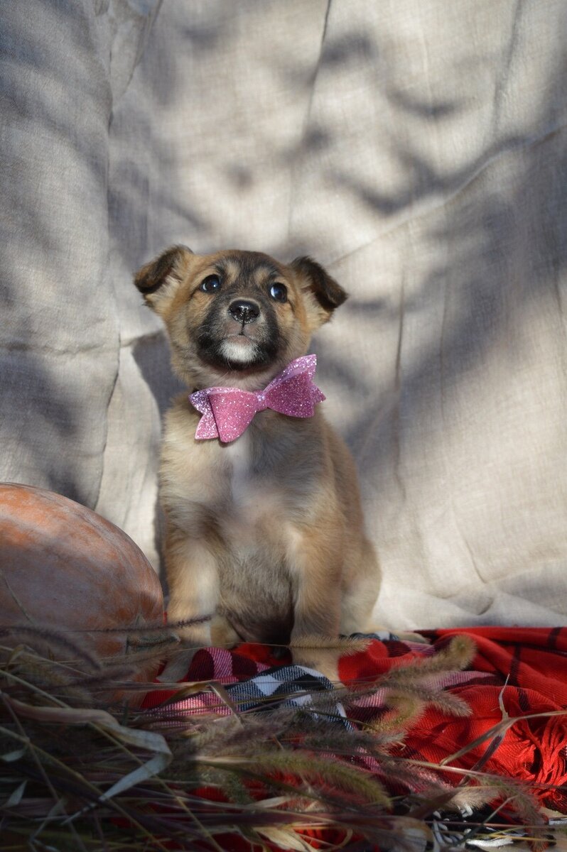 Единственная девочка. Игривая, терпеливая, любящая. Сейчас самая маленькая. 