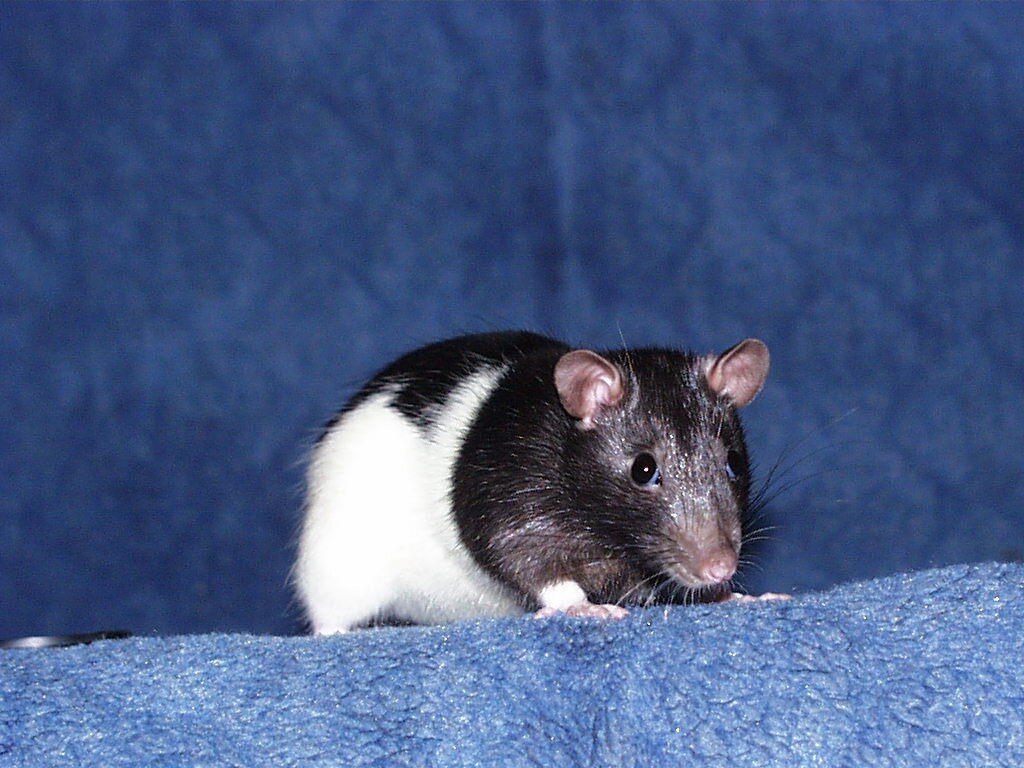 Яндекс. Картинки.