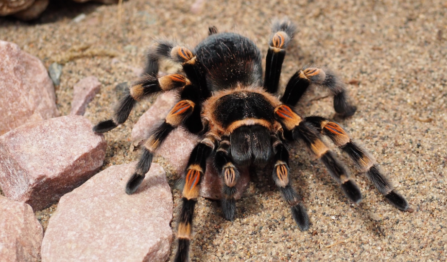 тарантул, фото wallbox.ru/animals/spider-tarantula-w157996/download