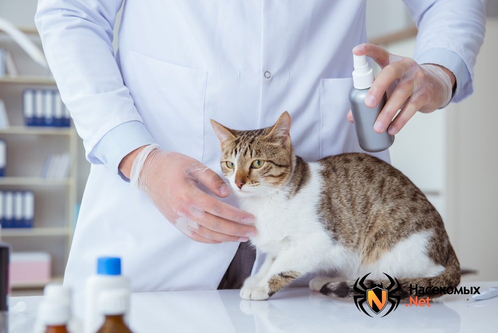 Блохи у кота