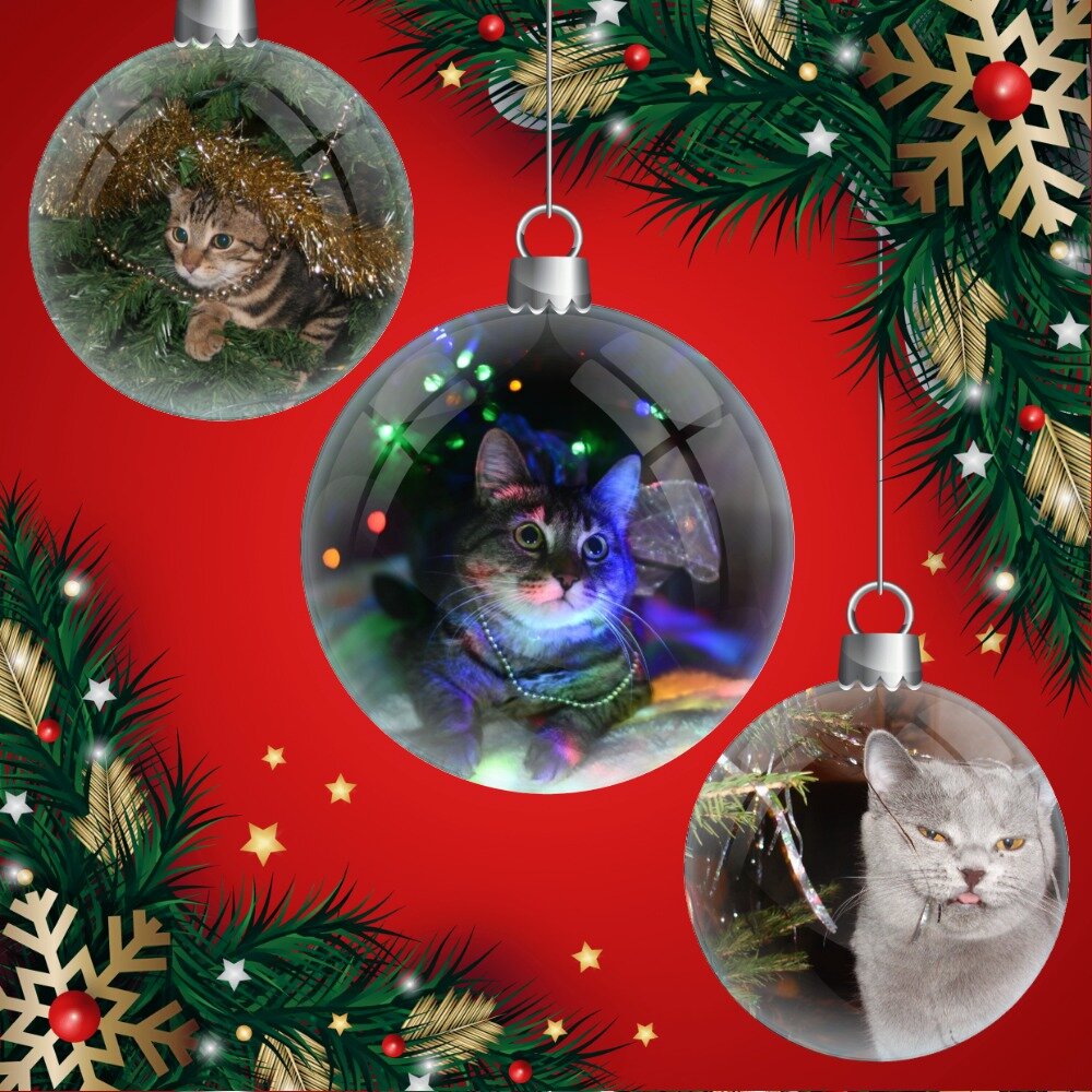 Автор коллажа: https://zen.yandex.ru/id/5ba33f893f25cd00ab1fef36 Оригиналы фото взяты из открытого источника: Яндекс.Фото