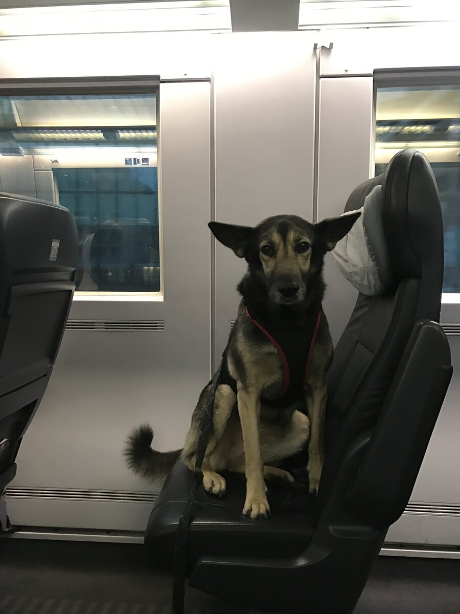 Ирма из приюта "Красная сосна"