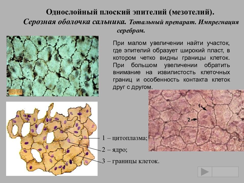 Плоский эпителий мезотелий гистология. Гистология сальника. Мезотелий гистология препарат. Периваскулярная жировая ткань. Адипоциты гистология препарат.