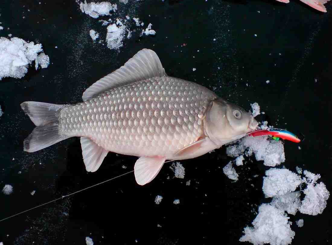 Фото из открытых источников