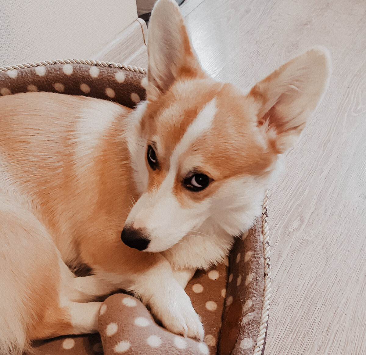 Корги в обидах