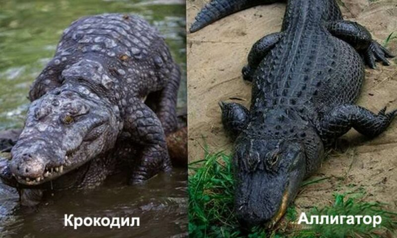Отличие крокодила от аллигатора