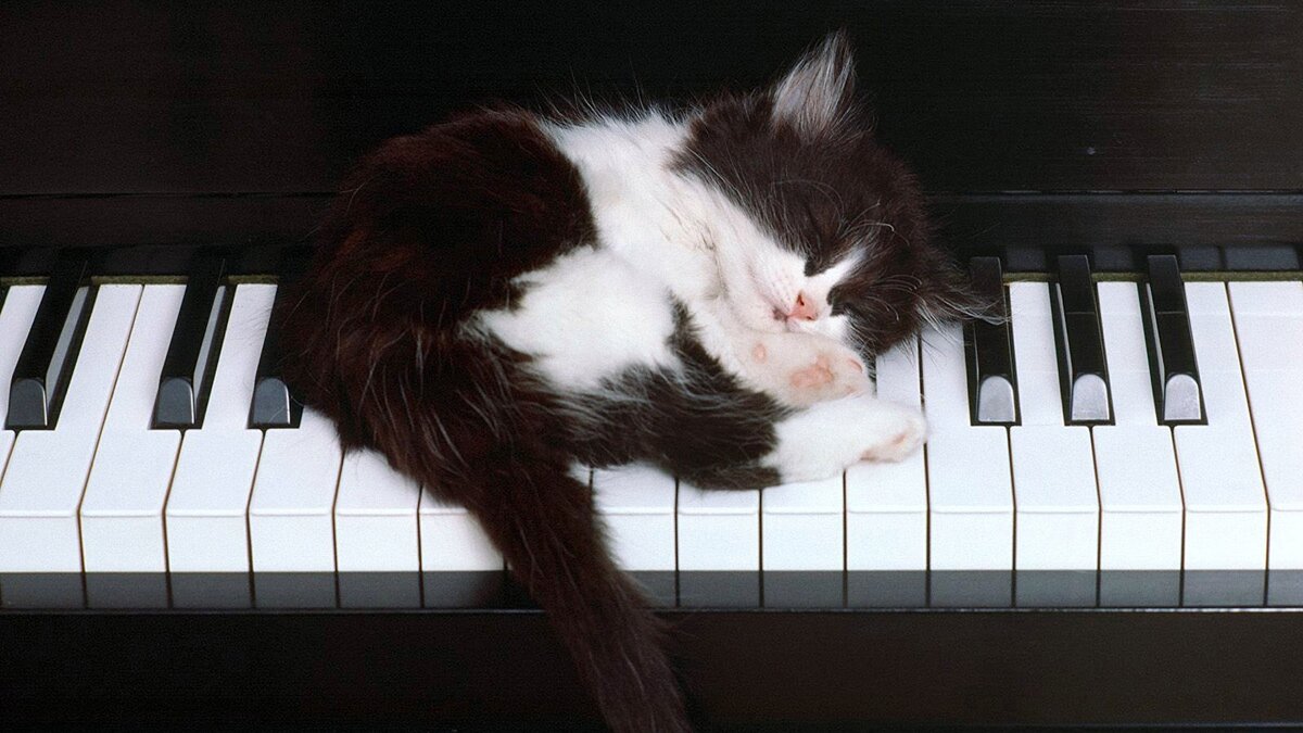 Как кошки воспринимают звук? В частности, почему кошка может совершенно  спокойно спать в комнате, где играет громкая музыка? | Animal Town | Дзен