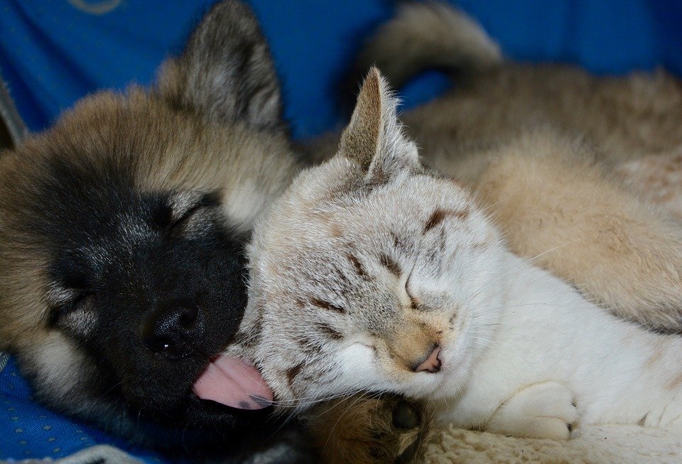 https://cdn.pixabay.com/photo/2017/12/01/10/38/dog-cat-2990632_960_720.jpg