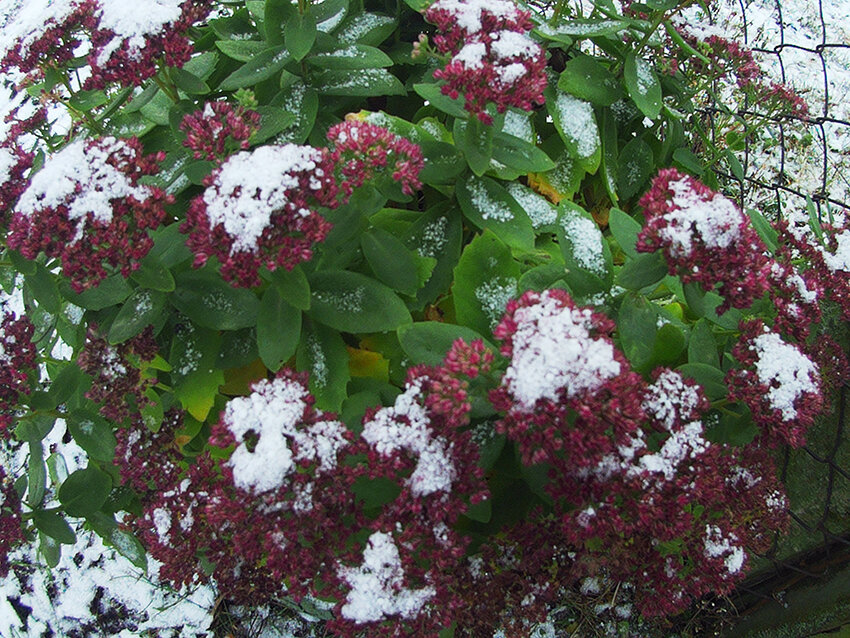 Вот такое зимнее украшение на цветах.