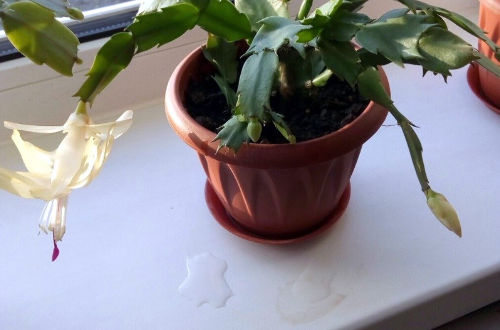 Фото: Наталья Лимина