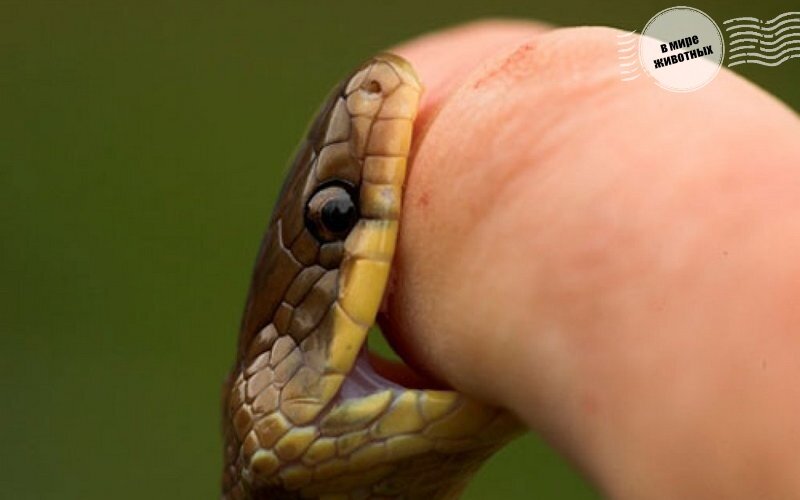 Думал так легко отделаться! Человек!