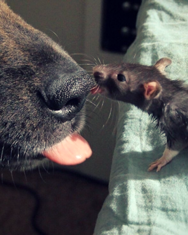 Мужчина крыса и собака. Крыса. Собака крыса. Собака и мышонок. Собака мышь.