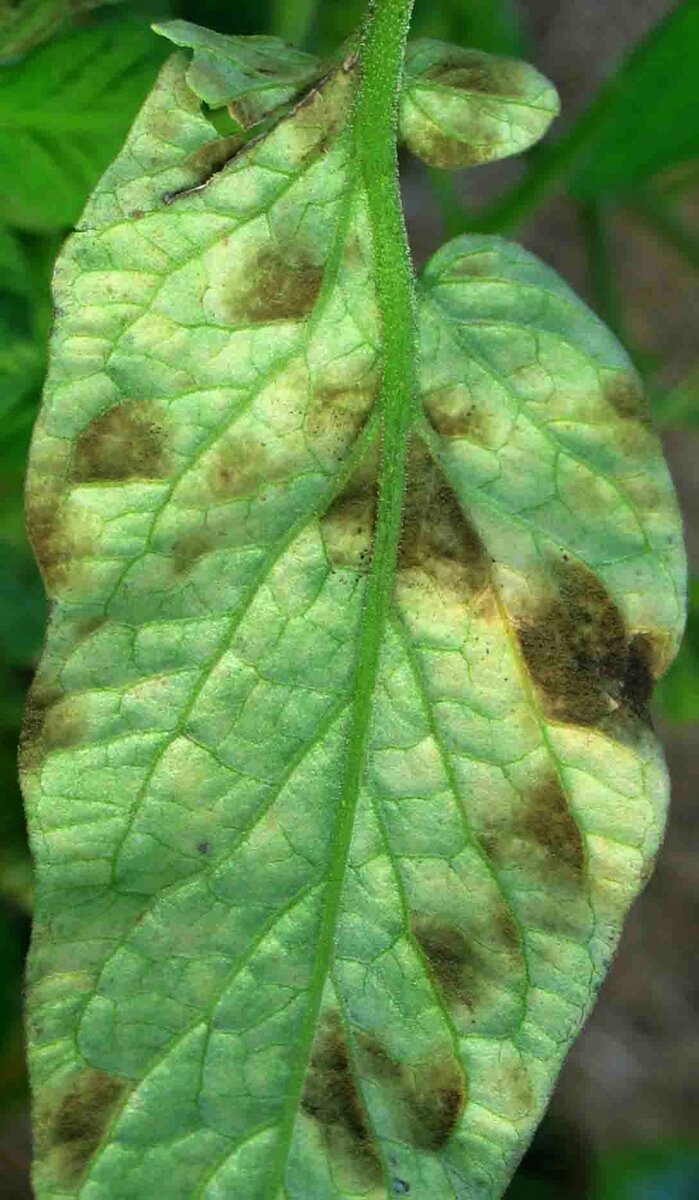 Источник: Яндекс. Картинки.