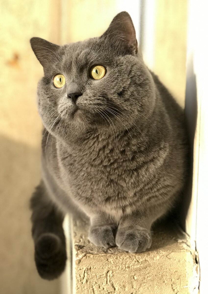 Тренировка на коте:)