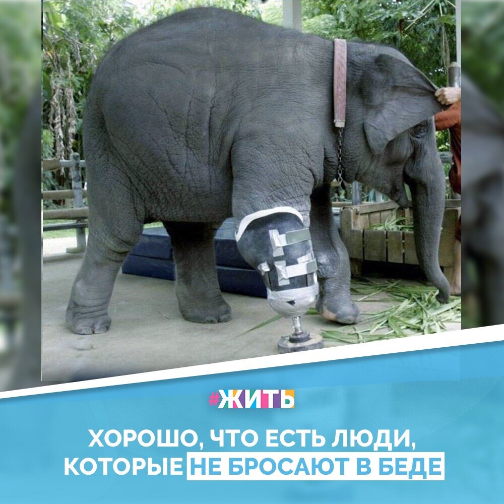 Каждый хороший поступок - это глоток свежего воздуха для нашей планеты. Люди, делающие хотя бы по одному маленькому доброму деянию в день, дают этому миру новый шанс☀️

Поэтому мы хотели бы показать одну такую маленькую частичку доброты, но сделанное большое дело❤️

Этот слон потерял конечность, но люди не оставили его, сделали протез😌

#жить #проектжить