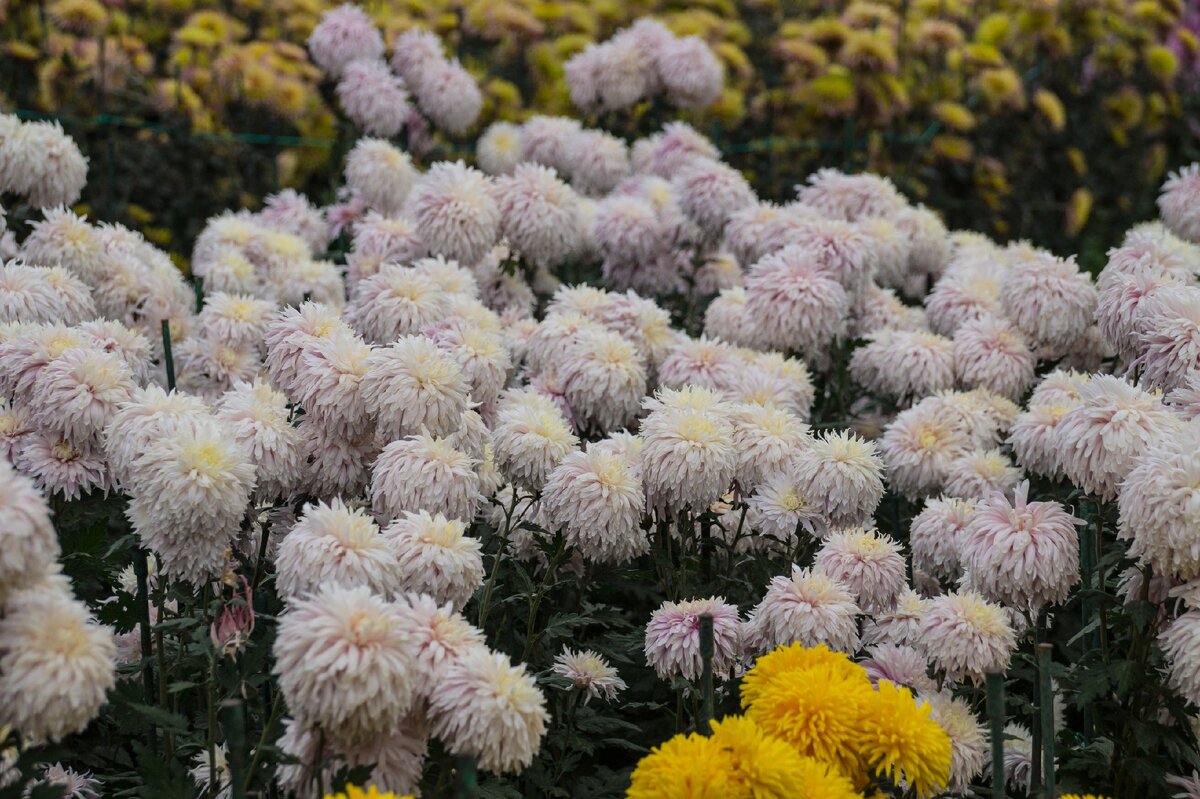 Хризантема александрия фото