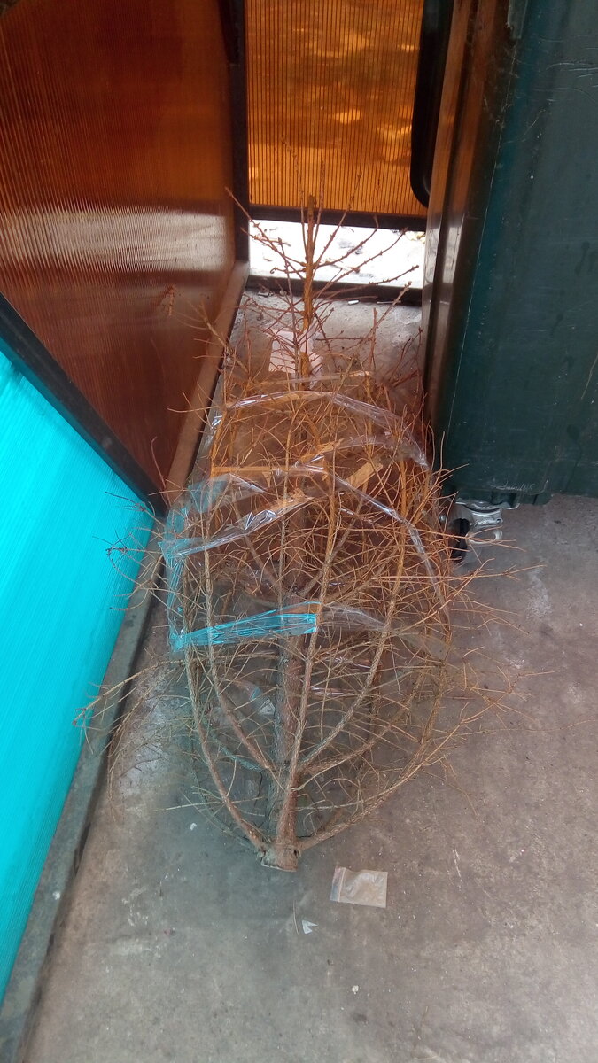 Абсолютно лысая елка.