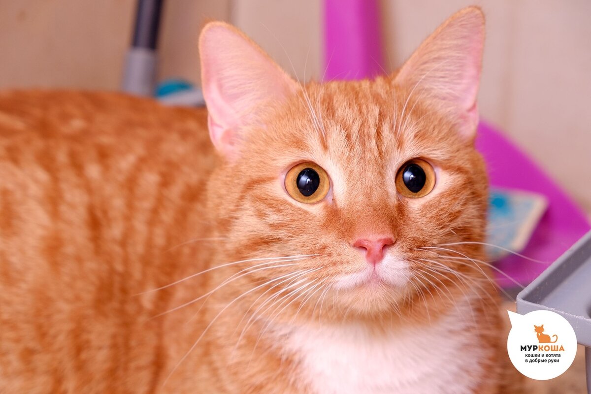 Отличник, 4 года