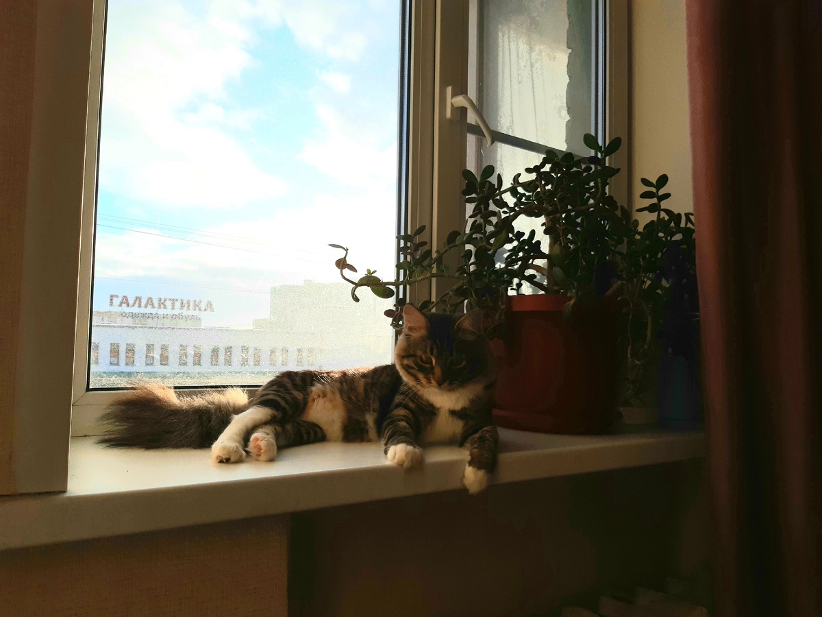 Вот его фотка😽