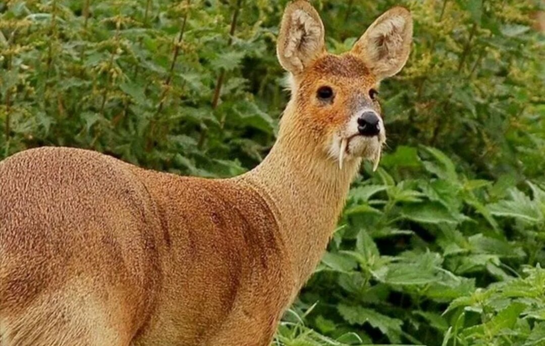 Китайский водяной олень
