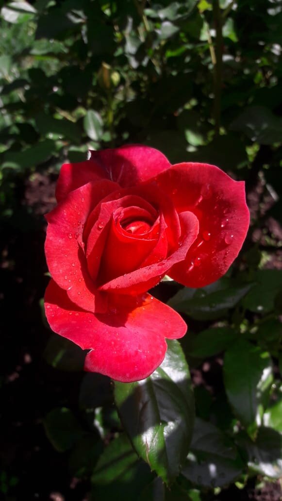 Анжелика. Чайно-гибридная роза. 