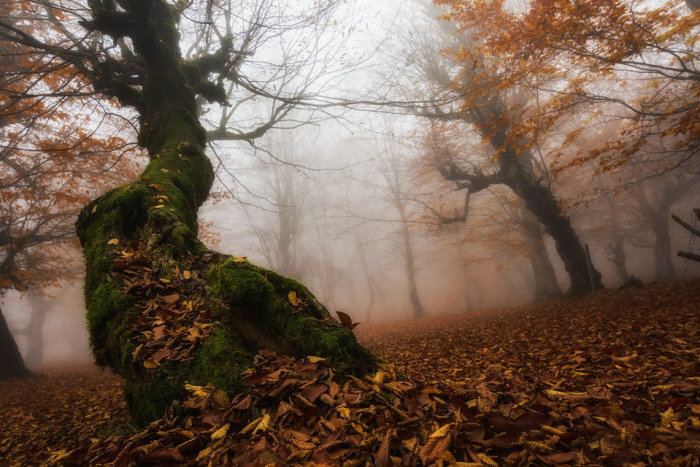  

В Подмосковье немало красивых и загадочных мест, однако есть в области и особенные зоны, которые у местных жителей считаются аномальными и даже мистическими. Верить в эти слухи или нет – каждый решает сам. В любом случае, особо отчаянным и любопытным путешественникам интересно будет побывать в таких местах и проверить их «волшебное действие» на себе.
