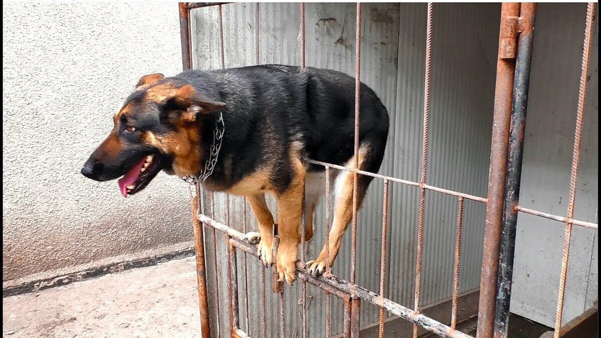 тоже фото из интернет.. Винни, конечно, застрял, но старался! 