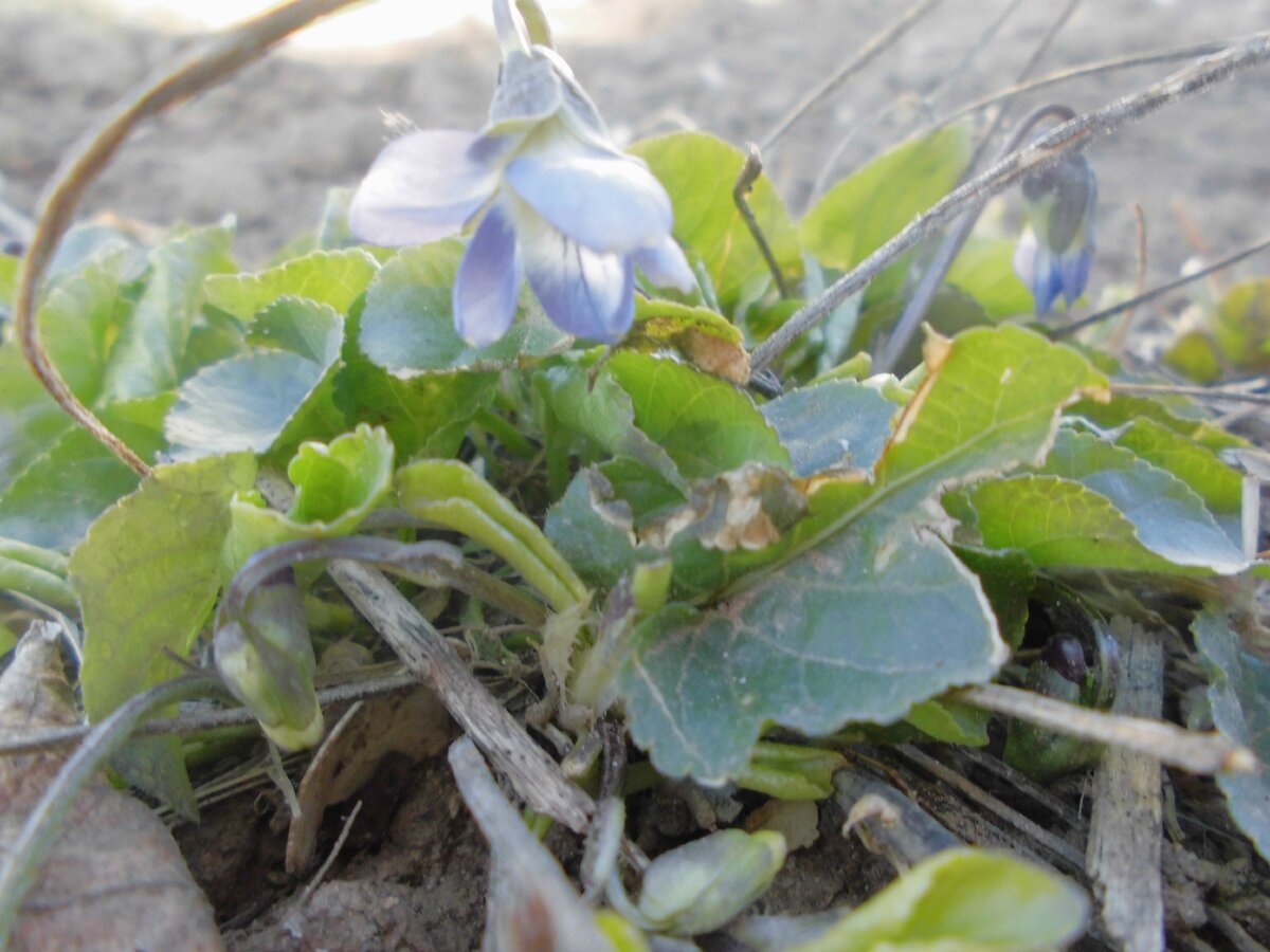 Фиалка. Фото автора