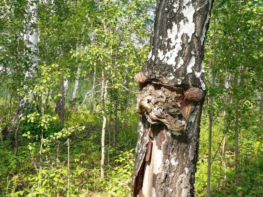 Чудище берёзовое, недалеко от истоков р. Издревой