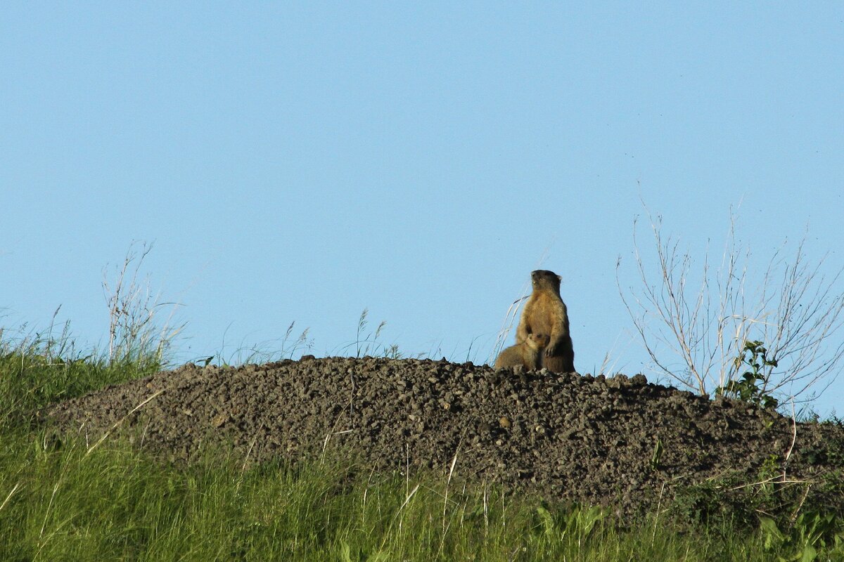 Сурок с детенышем