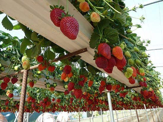 https://good-tips.pro/images/handmade/vertical-garden-bed/strawberry-vertical-bed.jpg